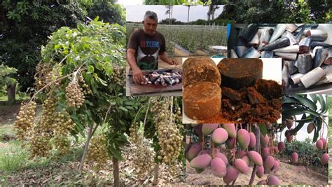 Artikel ini menjelaskan cara mengubah tata letak papan tombol untuk keyboard microsoft yang tercantum di bagian berlaku untuk. Cara Buat Baja Ikan Dan Gula Merah Untuk Lebatkan Buah ...