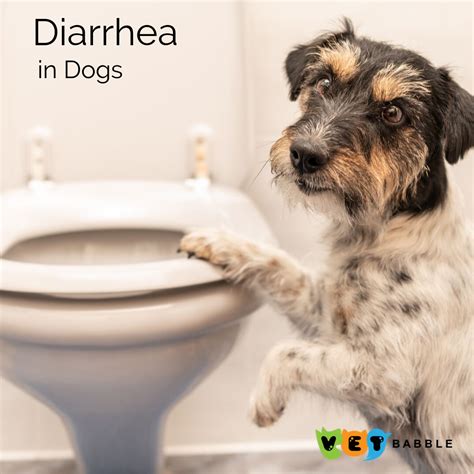 Diarrhea In Dogs When To Worry Vetbabble Diarrhea In Dogs Dog