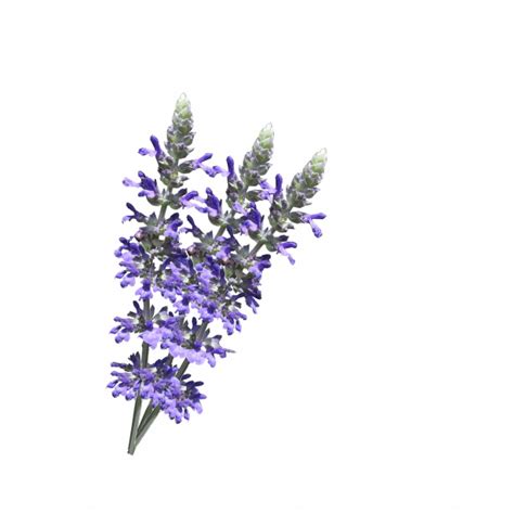 Pngtree offers hd white flower background images for free download. Lavender Flowers White Background Free Stock Photo ...