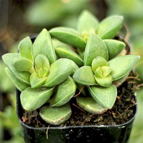 Crassula Springtime Mountain Crest Gardens