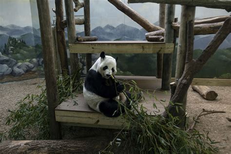 Panda Updates Monday August 21 Zoo Atlanta