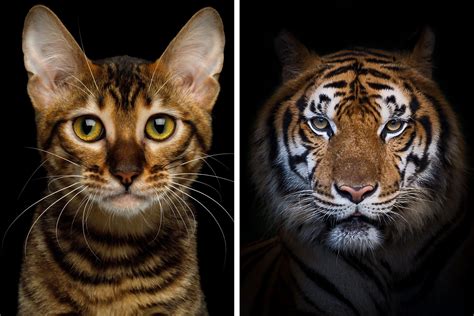 In cosa è diverso un gatto da una tigre