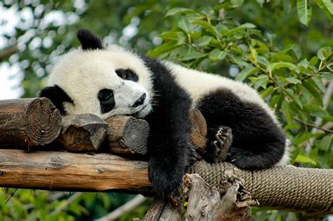 Sleeping Panda Stock Photos Pictures And Royalty Free Images Istock