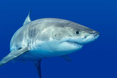 Shark Wallpapers, Pictures, Images