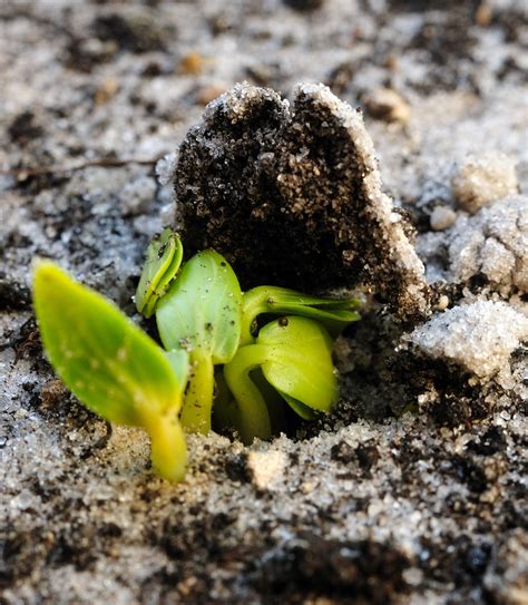 When cucumber plants have adequate room between seedlings, they can develop a strong central. Cucumbers are Sprouting in my Vegetable Garden