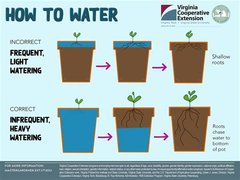 Plant Watering Guide Rindoorgardening