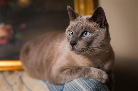 All About Chocolate Point Siamese Cat Siameseofday