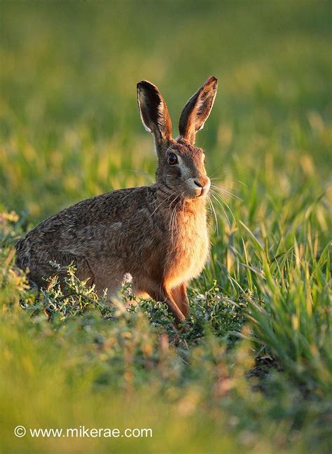 Brown Hare Sitting At Field Edge At Sunset April Evening Suffolk