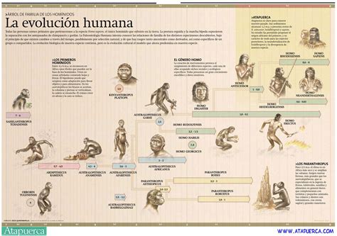 La Evolución Humana Evolución Humana Hominidos Árbol De Familia