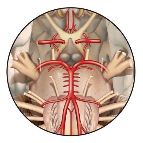 Studying the structure and anatomy of the circle of willis used to require invasive conventional angiography(6). Circle of Willis | Medical illustration, Circle of willis ...