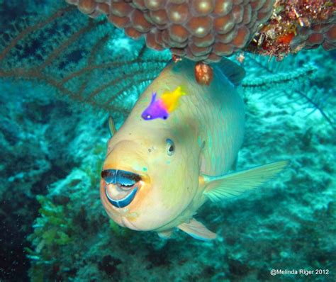 Parrotfish Colourful Coral Characters Bahamas Reef Fish 6 Rolling