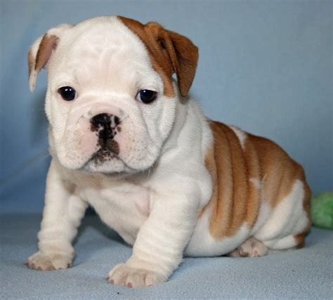 David says he is now achieving his goal of producing a bulldog with the. Bulldog - Puppies, Rescue, Pictures, Information ...
