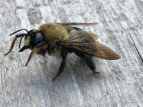 Carpenter Bee Carpenter Bee Bee Animals