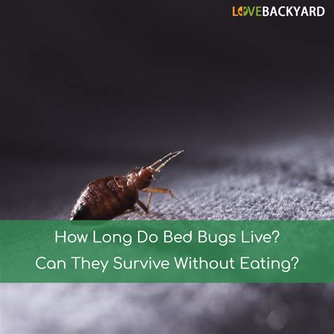 Most know exactly who you and what you are about from the first meeting. How Long Do Bed Bugs Live? Can They Survive Without Eating ...