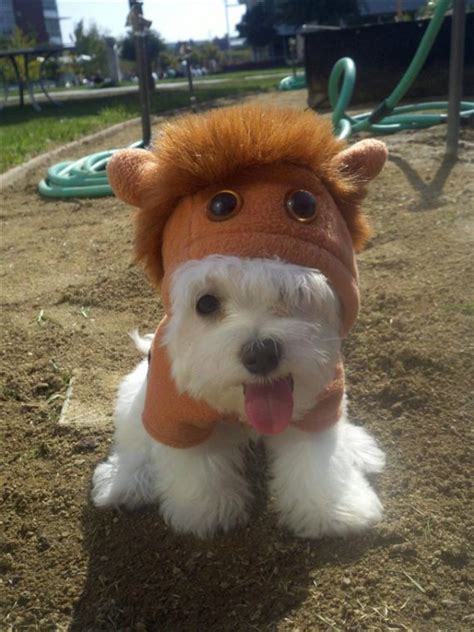 12 Dogs Who Arent Impressed With Their Hats