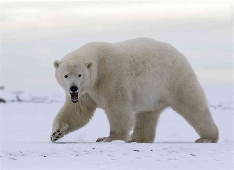 Félsziget Kis Méret Típus Ice Bear Walking Nagyagy Kereskedő Sűrített