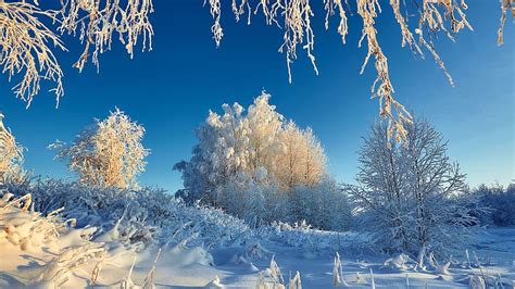 A Cold Winter Morning Ice Snow Landscape Trees Branches Sky Hd