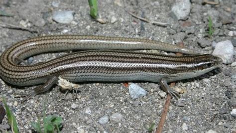 Wild About Texas The Variable Skink