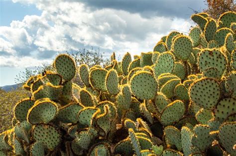 How to Cook Napolitos Cactus | Livestrong.com