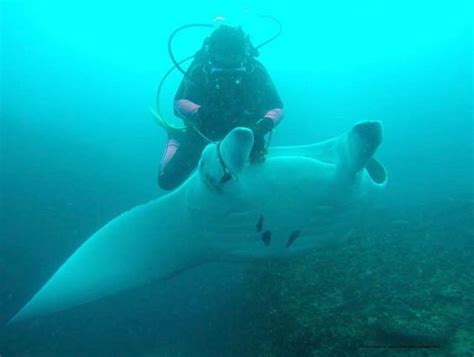 Video Qld Diver Attempts To Save Manta Ray From Rope Northern Star