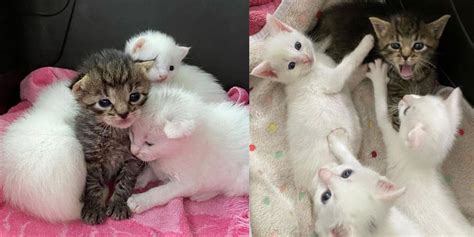 Tabby Kitten Nestles With Her Littermates Until Help Arrives Now