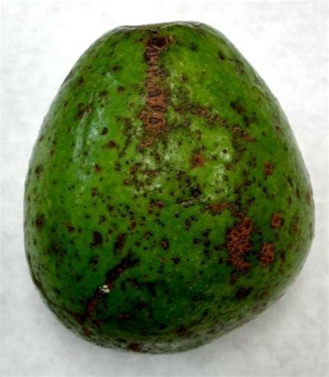 Avocado Diseases And Pests Description Uses Propagation