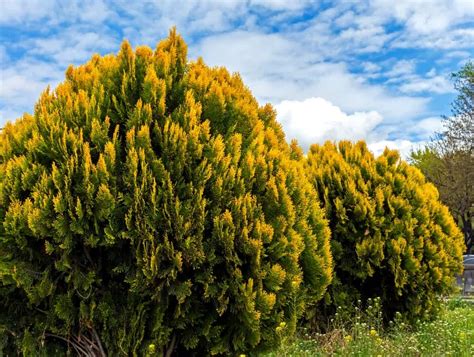 Check spelling or type a new query. 10 Types of Arborvitae Trees You Will Swoon Over
