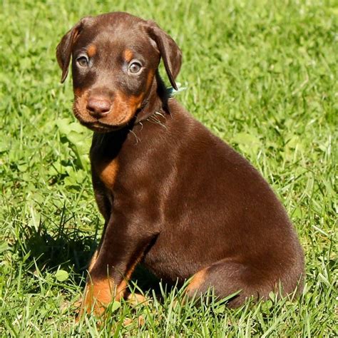Brown Doberman Pinscher Pup All Puppies Pictures And Wallpapers