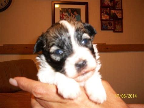 The tail carried over its back and e. AKC Havanese Puppies Medina, Ohio for Sale in Medina, Ohio ...