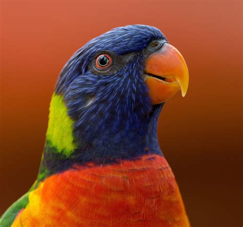 10 Things You Didnt Know About Parrots Mybird