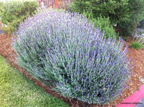Make restaurant reservations and read reviews. Lavandula dentata - blooming 2 Archives - Jeffwortham