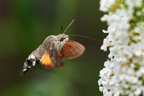 Taubenschwänzchen 20201 Hummingbird Hawk Moth Taubenschwä Flickr