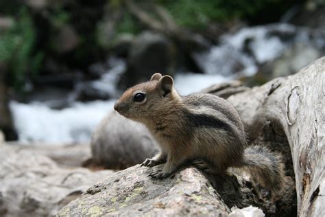 Free Ground Squirrel At Rocky Mountain National Park Stock Photo