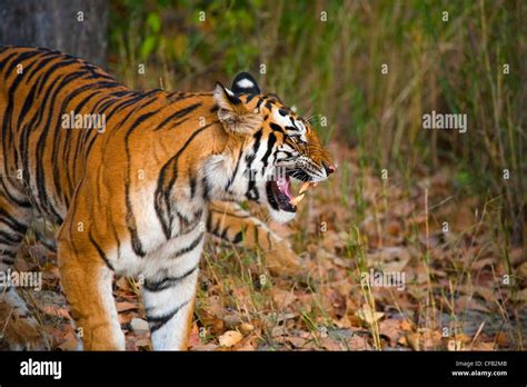 Bengal Tiger Bandhavgarh National Park Madhya Pradesh India Stock