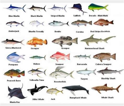 Different Type Of Fish Saltwater Fishing Fish Chart Sea Fish