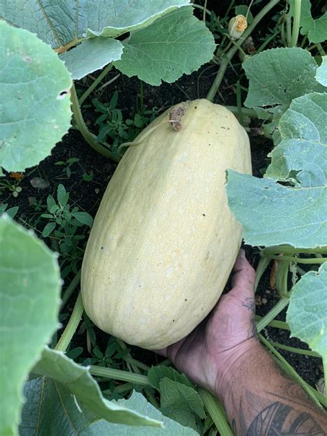 Spaghetti Squash Is Coming In Strong Well Over 100 Of Them Past Flower