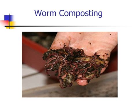 Ppt Worm Composting Powerpoint Presentation Free Download Id9357774