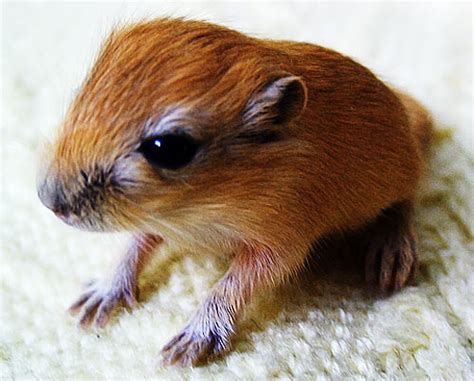 Baby Gerbils The Baby Rodents You Might Like Baby Animal Zoo