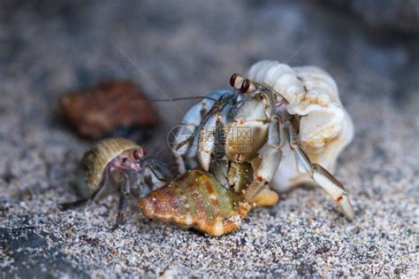 哥斯达黎加海滩上小寄居蟹在沙子覆盖的火山岩高清图片下载 正版图片 摄图网