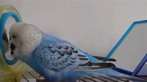 My Budgie Echo Talking To The Mirror Youtube