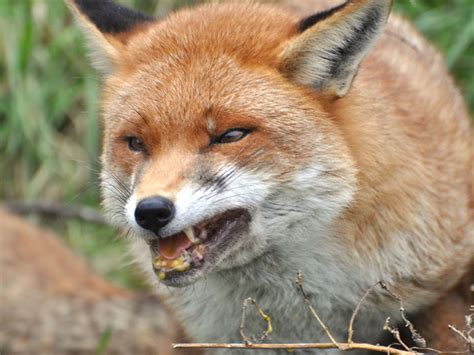 Another Fox Attack Reported In Spanish Fort Baldwin County Fox10