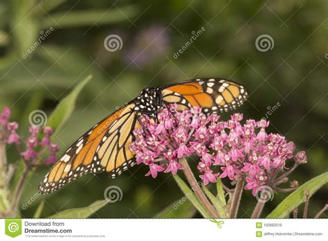 Monarch Butterfly Perched On Milkweed Flowers In Vernon Connect Stock
