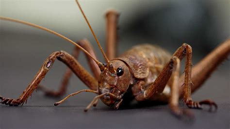 Wētāpunga New Zealands Giant Endangered Insect Auckland Zoo