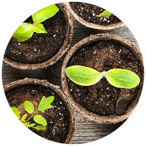 Garden Lesson Plans for Hands-on Learning | Diy garden projects, Garden projects, Plants