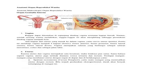 Gambar Organ Reproduksi Wanita Berbagi Informasi