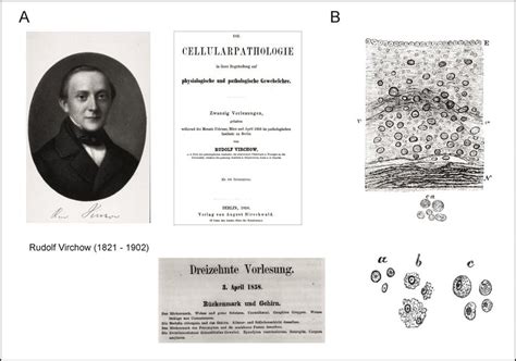 Rudolf Virchow Il Fondatore Della Patologia Cellulare Storia Della