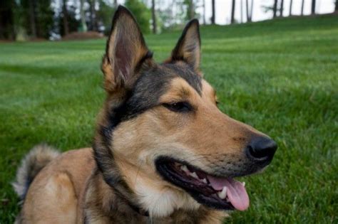 German Shepherd Mix Dogs Ears Infection Dog Ear