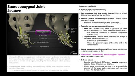 The Sacrococcygeal Joint And Relevant Muscles Neural Structures Youtube