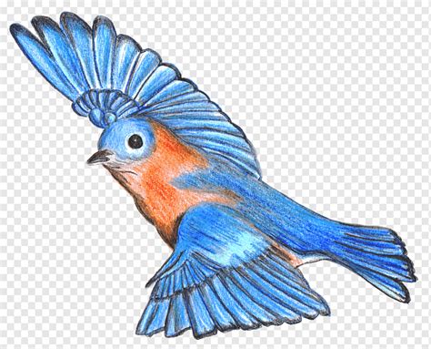 Ave voladora Dibujo Bluebird de montaña Bluebird de la felicidad