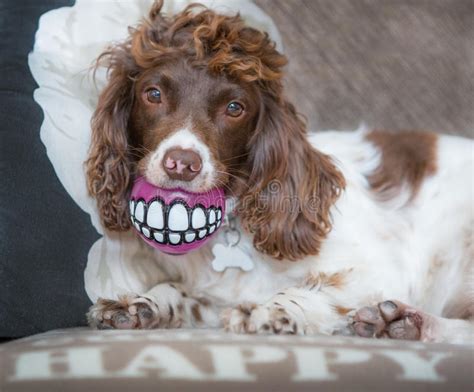 Funny Happy Dog Teeth Portrait Stock Image Image Of Perm
